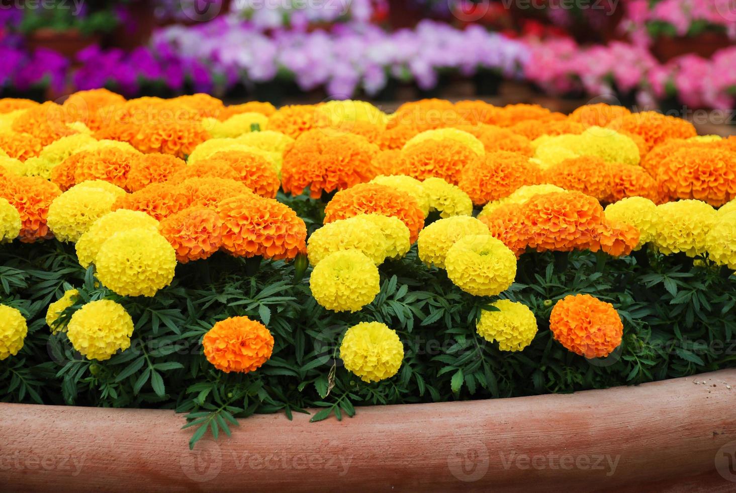 Product: Marigold (Tagetes)